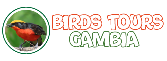 Birds Tours Gambia