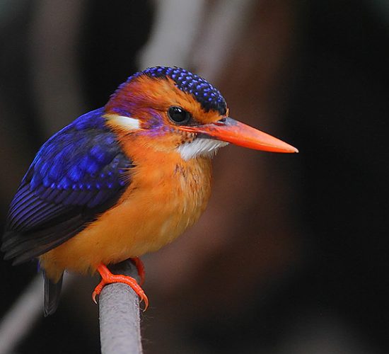 Pygmy Kingfisher